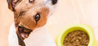 Dieta dla psów - zdrowie układu trawiennego