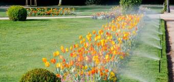 Inwestycja w systemy nawadniające – Starzyński Wrocław