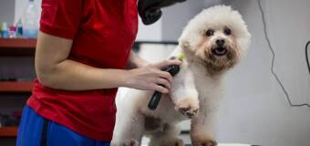 Strzyżenie Psów w Gdańsku – Mikuś Strzyżenie Psów