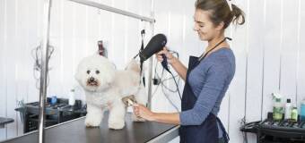 Pielęgnacja psów w Gdańsku – Mikuś Strzyżenie Psów