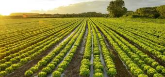 Systemy nawadniania w ogrodzie – Dr Ogrody