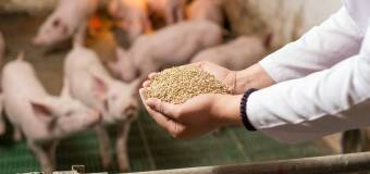 Innowacje w produkcji pasz dla świń - Ogrodnik Rolnicza Spółdzielnia Produkcyjna Mieszanki Pasz