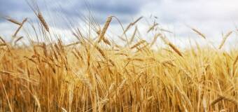 Młóto browarniane – zrównoważony dodatek do pasz