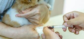 Szczepienia ochronne zwierząt – informacje i zasady