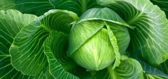 Kapusta biała i czerwona – zdrowe warzywa dla każdego