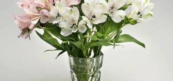 Kwiaty na każdą okazję - Kwiotki u Dorotki