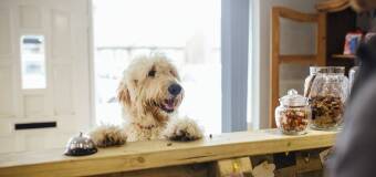 Pogotowie weterynaryjne – pomoc dla zwierząt w Stegnie