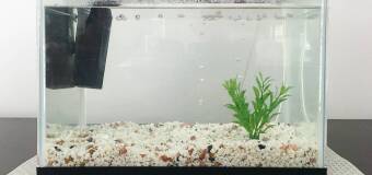 Utrzymanie temperatury w akwarium – Akwarium24