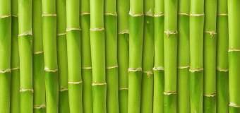 Bambusowe tyczki do wsparcia drzew owocowych