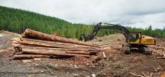 Wycinka drzew i budownictwo – PU Lemar w Gdańsku