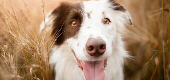 Problemy skórne u zwierząt - Sylwia Szymańska