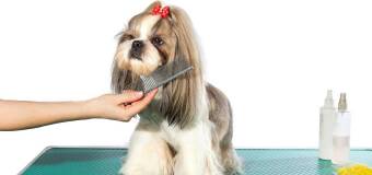 Grooming w Felis Przychodni Weterynaryjnej w Pajęcznie
