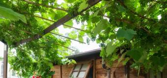 Drewniane pergole w ogrodzie – Konstrukcje drewniane Abies
