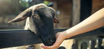 Zagroda Studzienno – agroturystyka z atrakcjami dla rodzin