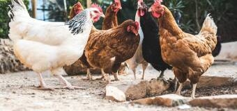 Ekologiczne kury nioski – zdrowe rasy drobiu w Łabuńkach Pierwszych