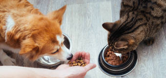 Prawidłowe żywienie domowych czworonogów jest niezwykle istotne.