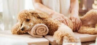 Pielęgnacja sierści w zimie – Chwila dla Pupila Ewelina Włodarczyk