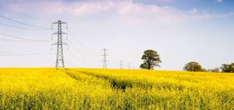 Wyzwania i strategie uprawy rzepaku w Rogaczewie Małym