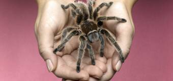 Ptaszniki i akcesoria do terrariów – Spiders Forge Racibórz