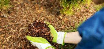 Rodzaje i uzupełnianie ściółki w ogrodnictwie