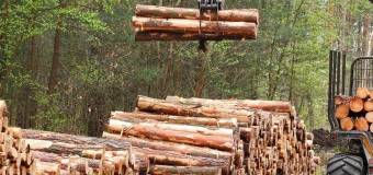 Dlaczego warto korzystać z usług tartaku przewoźnego?