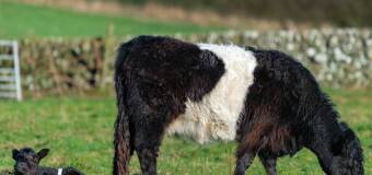 Przyrost wagowy bydła w hodowli mięsnej – Ak-Rol