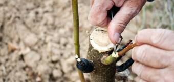 Wybór drzewek owocowych - Szkółka Karoliny Wyrzykowskiej