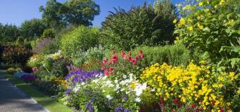 Rośliny towarzyszące sadzonkom drzew alejowych