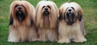 Jak dobrać długość strzyżenia psa do aktywności, pogody i spacerów