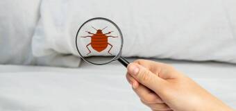 Nocne ślady w mieszkaniu: jak rozpoznać obecność pluskiew i odróżnić je od alergii